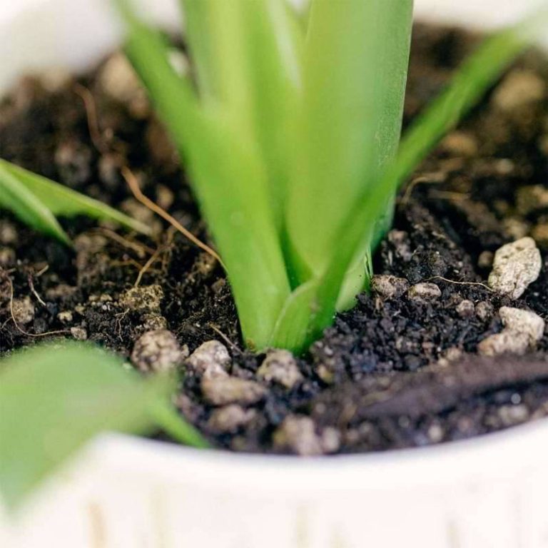 2023 Guide To Finding The Ideal Soil For Growing Healthy Peace Lilies