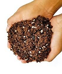 2023 Best Soil For Rubber Trees: Find Your Plant’S Perfect Growing Mix!