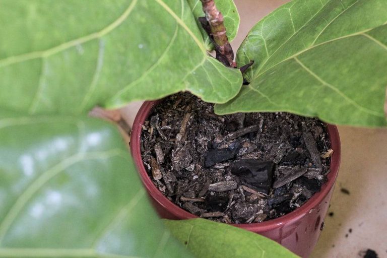 2023’S Top Picks: The Best Soil Mix For Fiddle Leaf Fig Trees