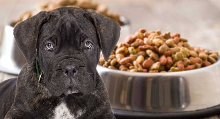 2023’S Best Wet Dog Food For The Cane Corso: Reviews And Recommendations