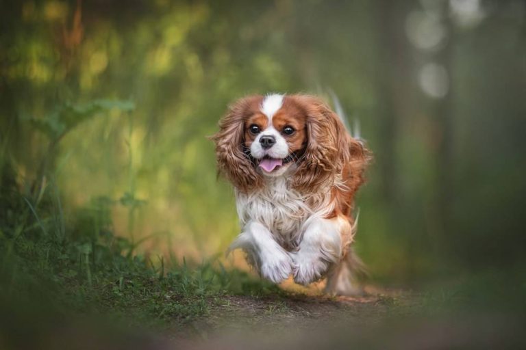 2023’S Top Wet Dog Food Picks For Cavalier King Charles Spaniel Owners