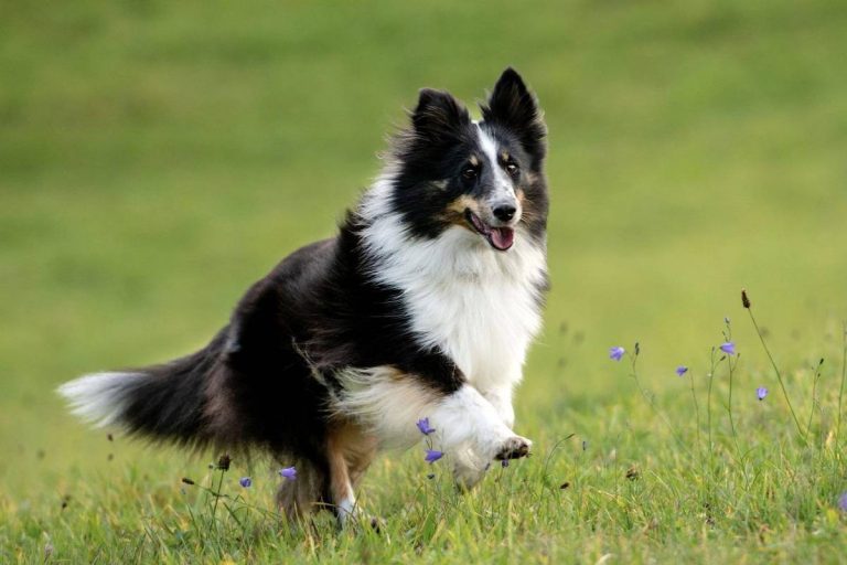 2023’S Best Wet Food Options For Healthy Border Collies