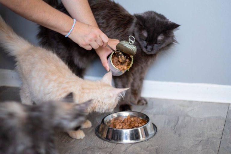 2023 Guide: Finding The Best Wet Food For Maine Coon Kittens