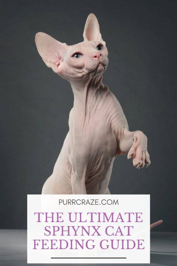 The Ultimate Guide To The Best Wet Food For Sphynx Cats In 2023 | Find The Highest Quality Wet Food For Your Furry Friend!