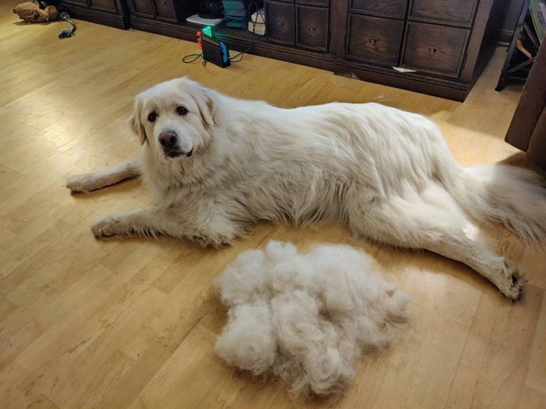 2023’S Best Brush For Great Pyrenees – Looking Fluffy And Fabulous With The Right Tool