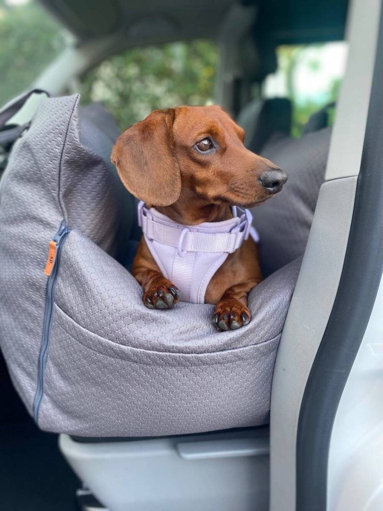 The Top Car Seat For Dachshund In 2023: Ultimate Comfort & Safety For Your Beloved Pet!