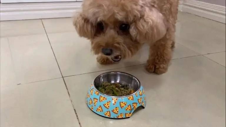 The Ultimate Guide: Best Dog Food For Toy Poodle In 2023 – Enhancing Health And Happiness!