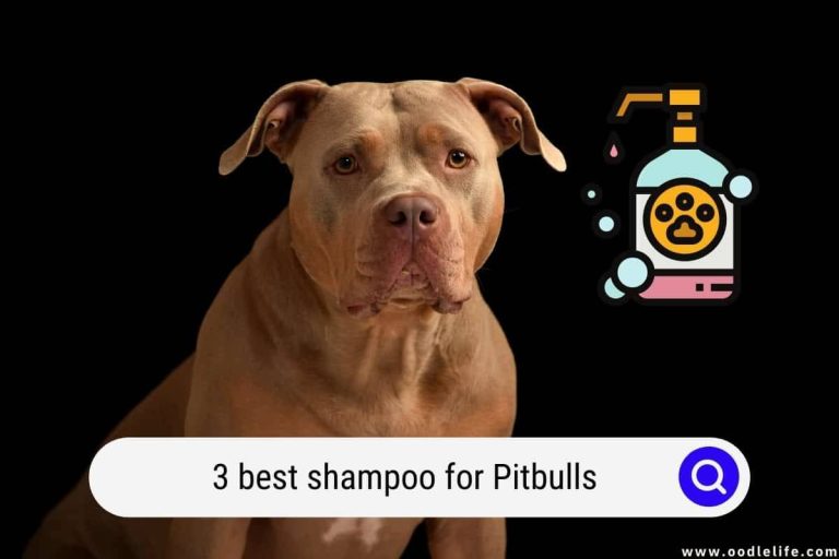 The Only Dog Shampoo You’Ll Ever Need: The Top 10 Best Shampoos For Pitbulls In 2023