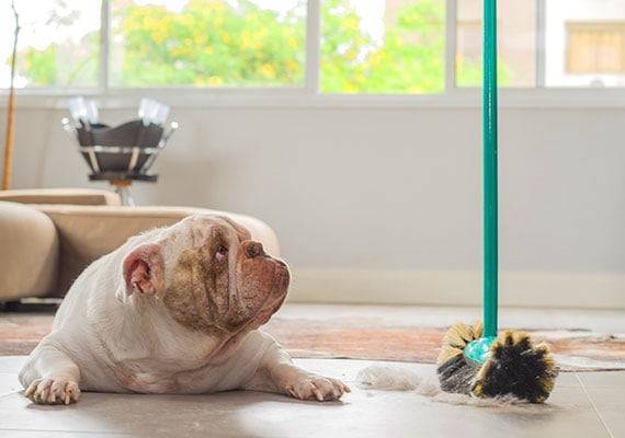 The Ultimate Guide To The Best Dog Hair Dust Mops In 2023: Say Goodbye To Pet Fur Mess!