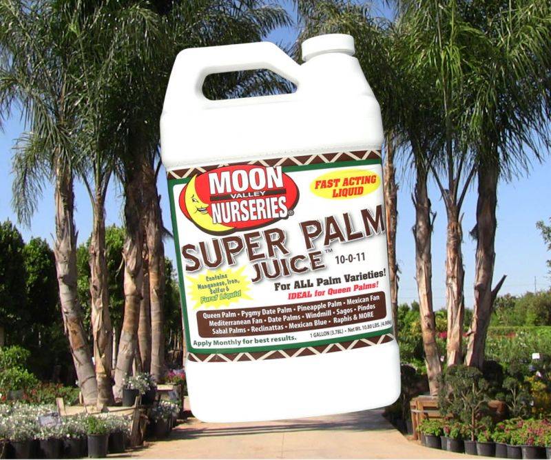 2023s Best Fertilizer For Queen Palms Get Your Palms Growing Strong Now Helpful Advice And Tips 6283