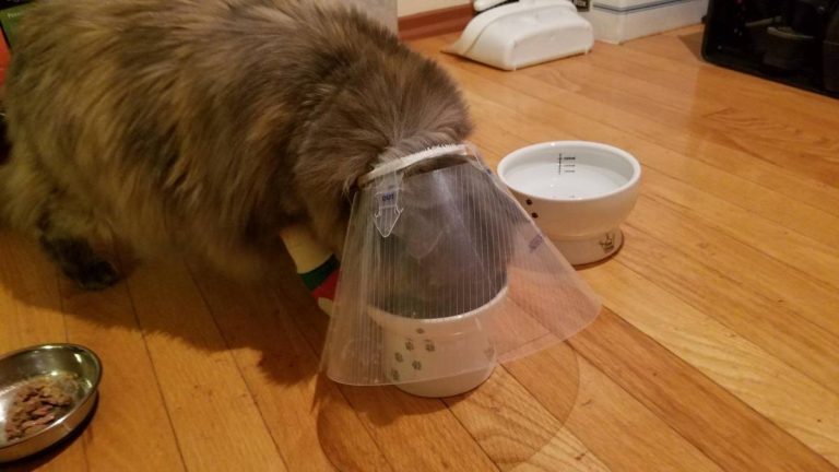 Top 10 Cat Food Bowls For Cones: Choosing The Best In 2023!