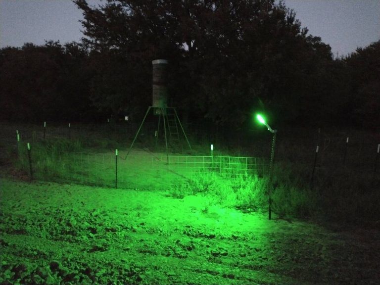 Unveiling The Ultimate Green Light Guide: Top Hog Hunting Opportunities In 2023!