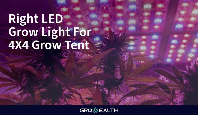 2023’S Best Grow Light For 4X4 Tent: Our Top Picks For Maximum Growth!