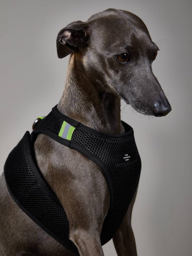 2023: Uncovering The Best Harness For A Whippet – A Complete Guide