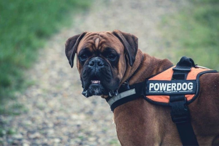 Top 10 Boxer Dog Harnesses For 2023: Unleash Your Pet’S Comfort And Style!