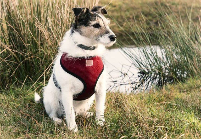 The Ultimate Guide To The Best Jack Russell Terrier Harness: Top Picks & Reviews For 2023!