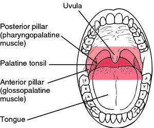 Top 10 Gag-Proof Mouthguards For 2023: Say Goodbye To Discomfort!