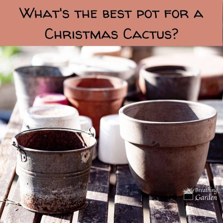 Discover The Top 10 Christmas Cactus Pots For 2023: Ultimate Guide For A Blooming Holiday!
