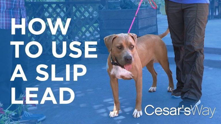 Top 10 Slip Leashes For Dogs In 2023 – Guide To Secure Walks!