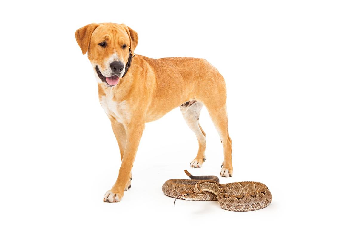 Top Dog Friendly Snake Repellents 2023 Safeguard Your Pet With The   Snake Repellent Safe For Dogs Feature Image 