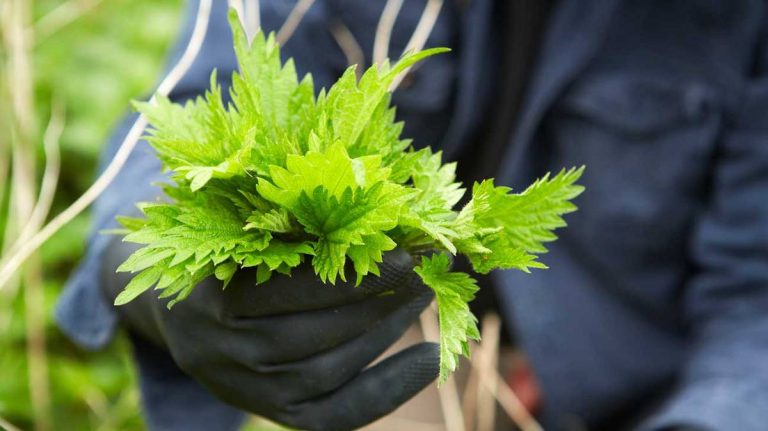 2023 Guide To The Best Stinging Nettle Root Supplements: Find Relief And Optimize Your Health!