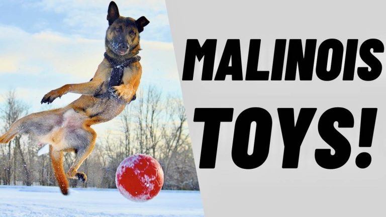 Top 10 Belgian Malinois Toys 2023: Unleash Their Playful Side!