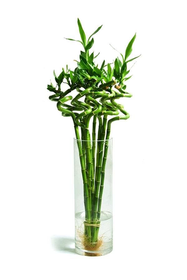 2023’S Best Vases For Showcasing Beautiful Bamboo Plants