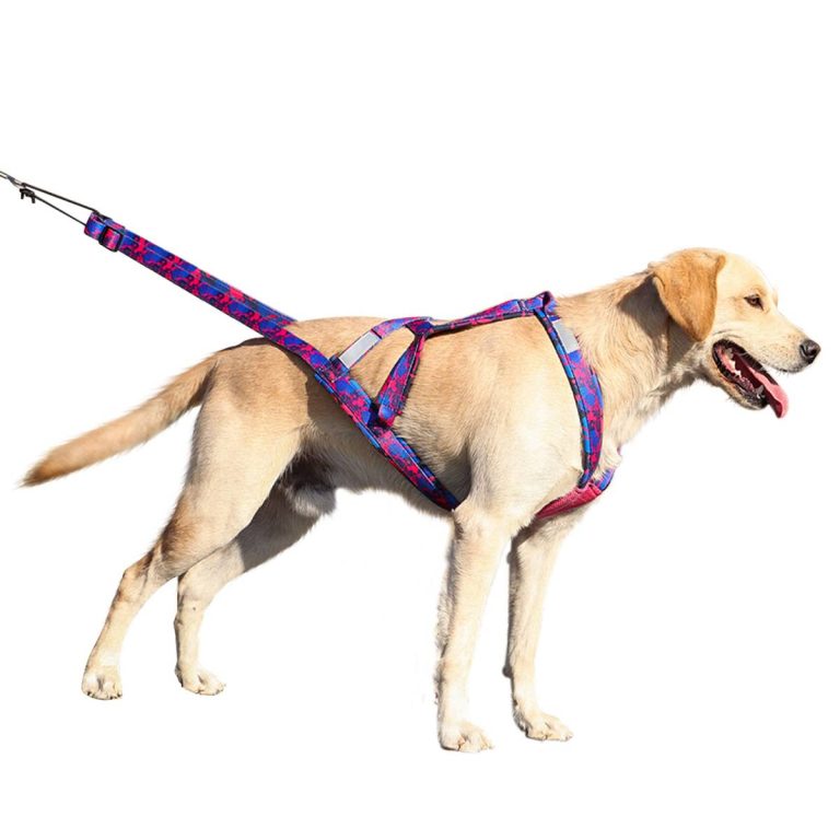 Unleash The Power: Best Weight Pulling Harness For Dogs 2023