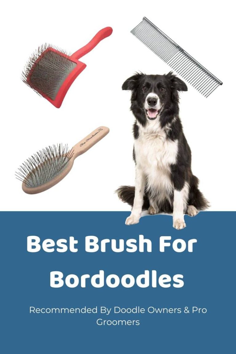 5 Best Brush For Border Collie In 2023