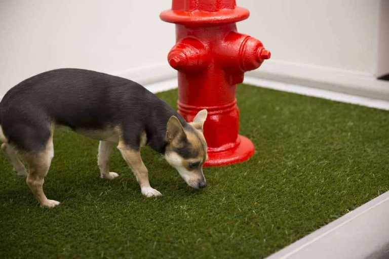 The Top 7 Artificial Grass For Dogs In Las Vegas 2023 – Ultimate Pet-Friendly Landscape Solutions!