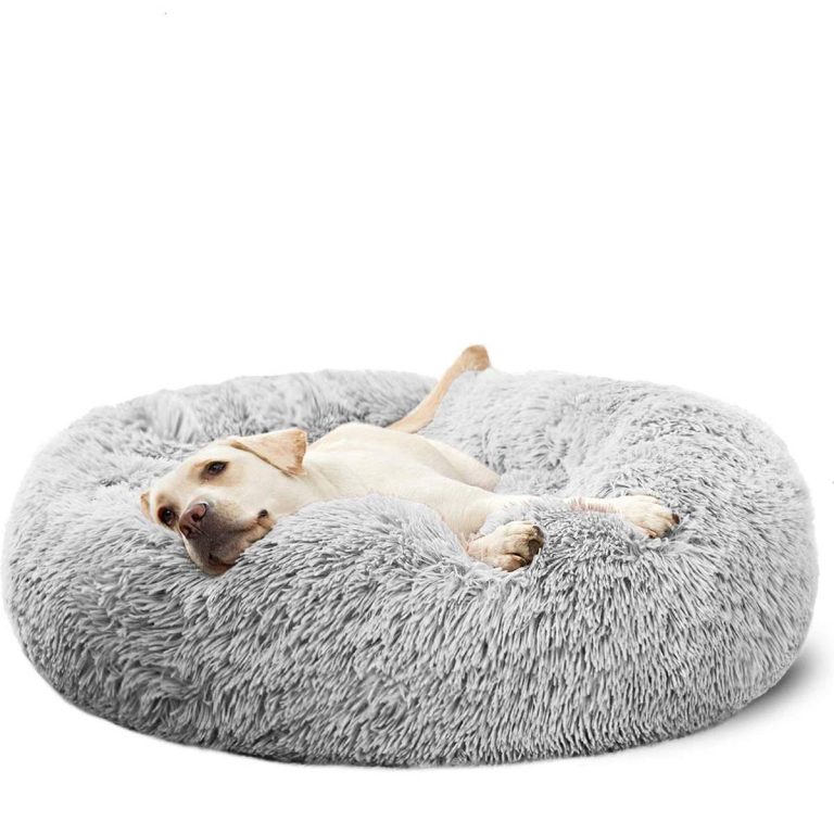 Top 10 Best Dog Beds For Large Dogs In 2023: Ultimate Comfort And Support Guaranteed!