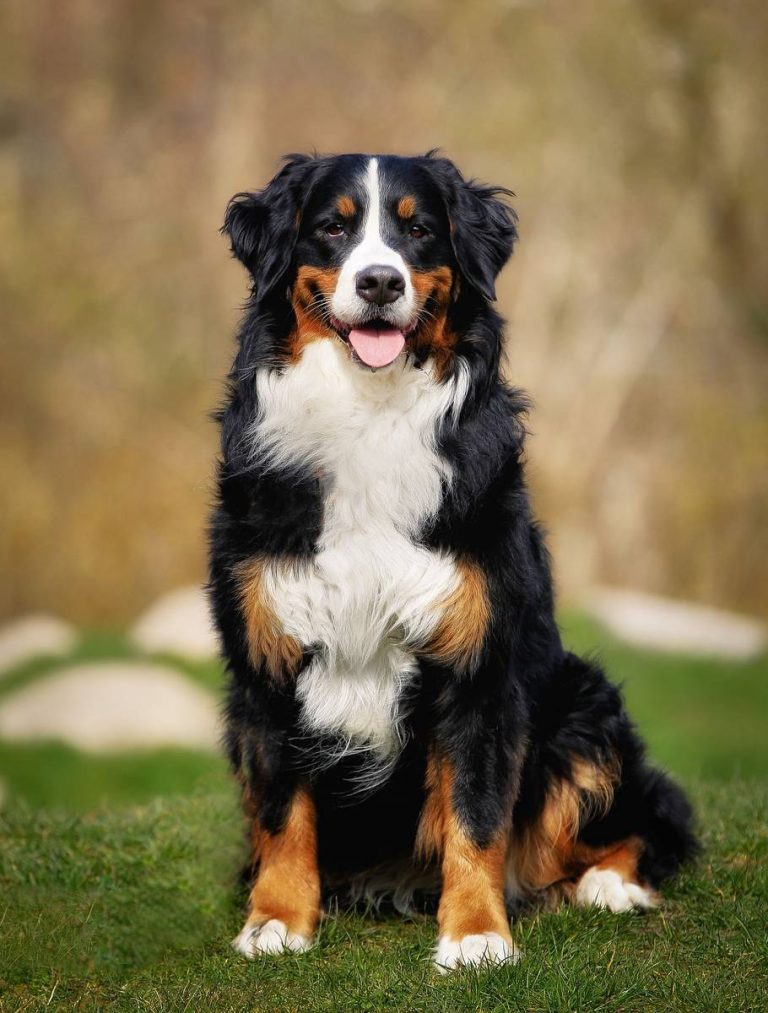 Top 10 Family-Friendly Dog Breeds In 2023: Loving Companions For Every Home!