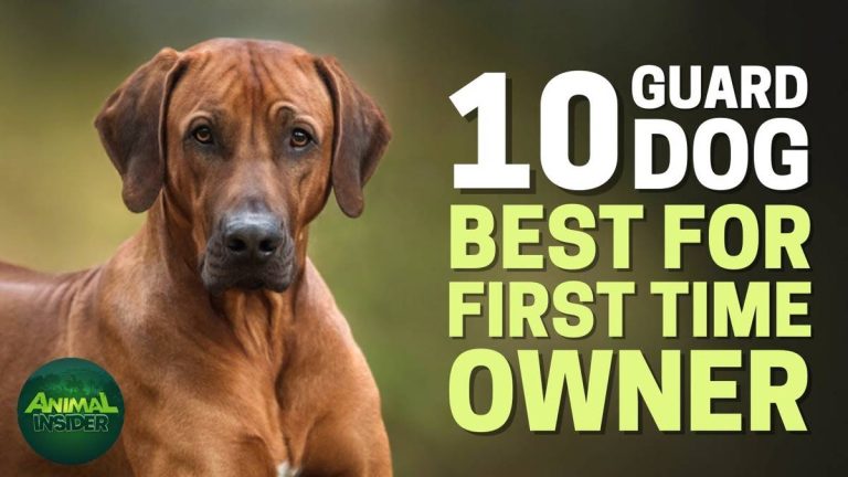 The Top 10 Beginner-Friendly Dog Breeds Of 2023: Find Your Perfect Furry Companion!