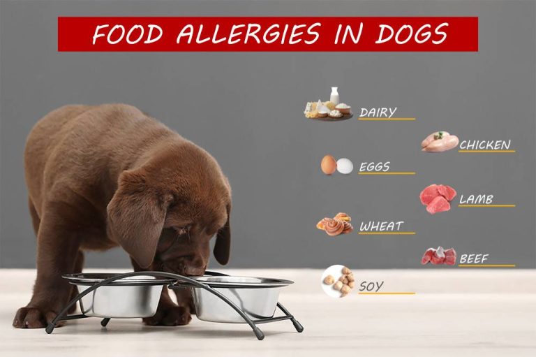 Discover Top Allergy-Friendly Dog Foods In 2023: A Guide To Happy & Healthy Canines!