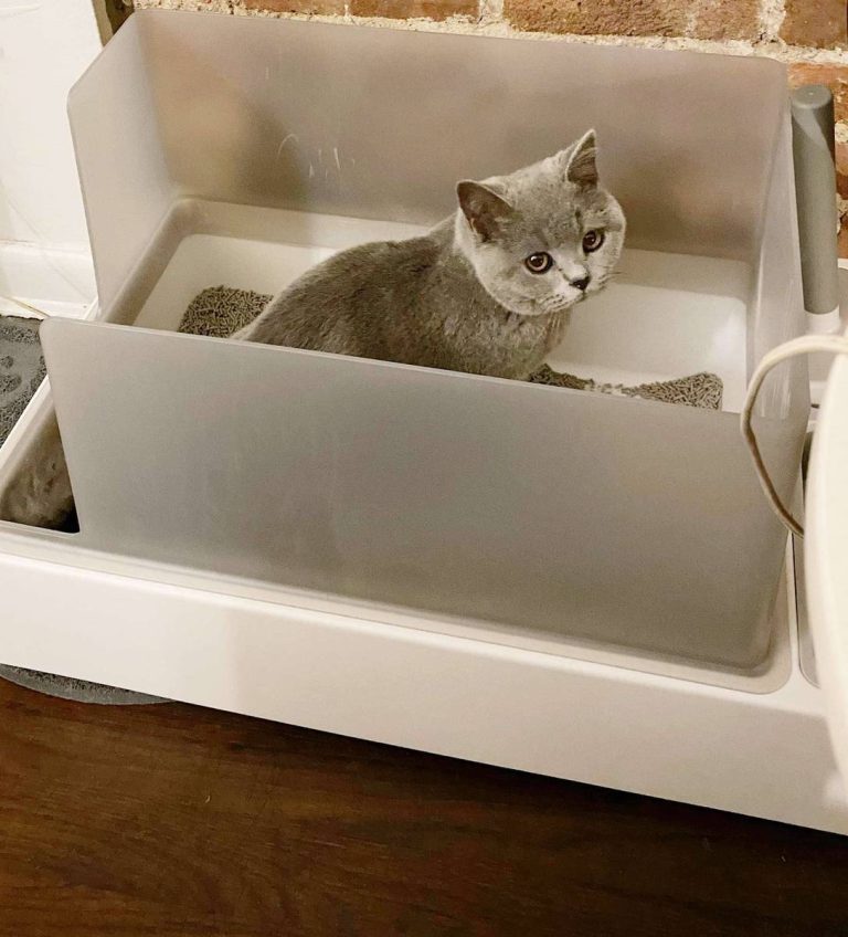 Top 10 Cat Litter Boxes For 2023: Ultimate Guide To Happy Felines & Spotless Homes