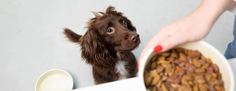 Top 10 Wet Dog Foods Of 2023: Unveiling The Ultimate Picks For Optimal Canine Nutrition!