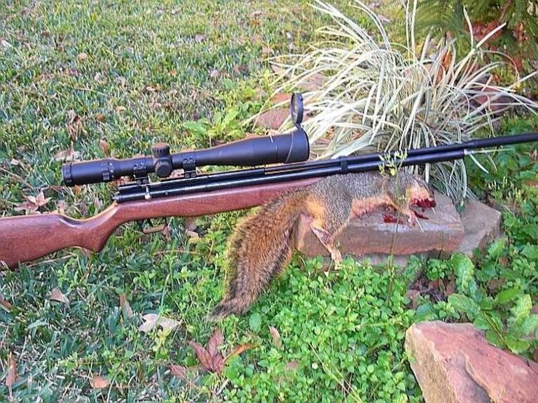 The Ultimate Air Pistol Guide: Discover The Top Squirrel Hunting Companion In 2023!