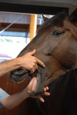 Top 10 Horse Bits For Tmj Relief In 2023: Experts’ Recommendations For Happy Horses!