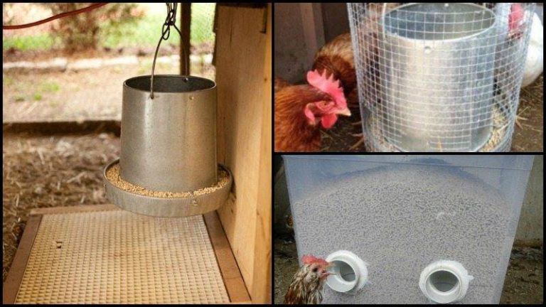 Revolutionize Your Chicken Coop: Top Waste-Preventing Chicken Feeders Of 2023