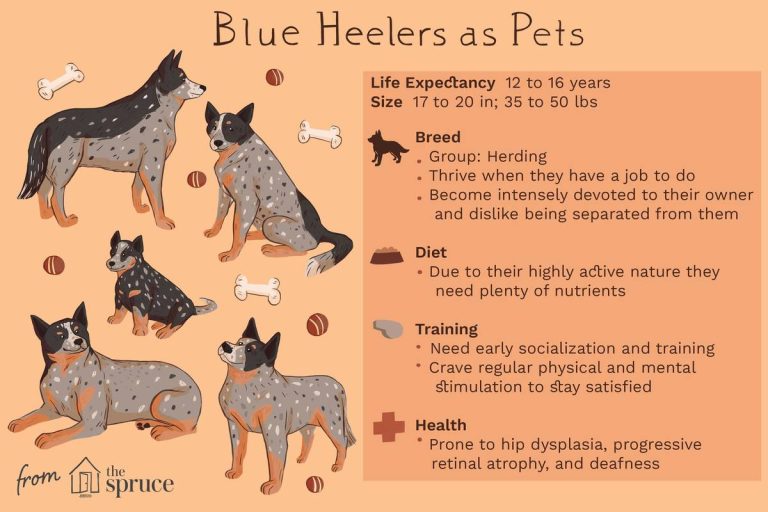 The Ultimate Diet Guide For Australian Cattle Dogs In 2023: Unlock Optimal Health And Happiness!