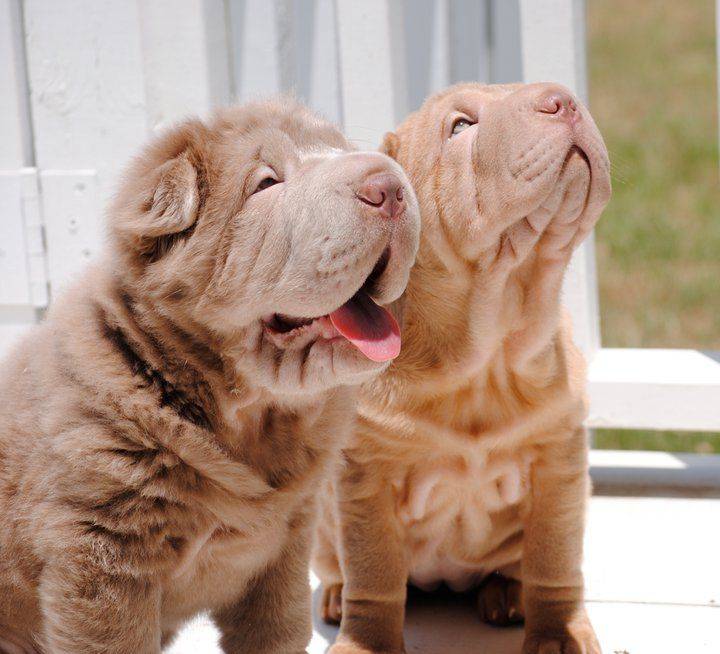 Top 5 Shar Pei Grooming Brushes In 2023: Find The Perfect Fit For Your Furry Friend!