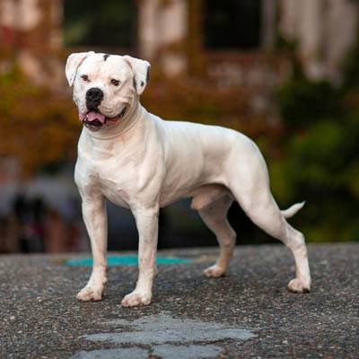 Ultimate Guide: Top 10 American Bulldog Dog Foods 2023 – Perfect Nutrition For The Mighty Breed