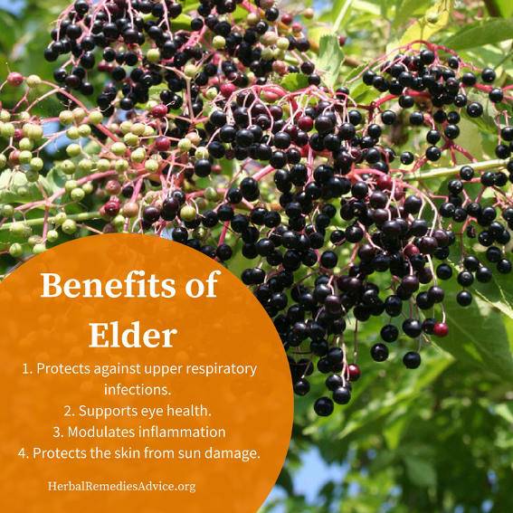 The Ultimate Guide To The Best Medicinal Elderberry Plant: Top Picks For 2023