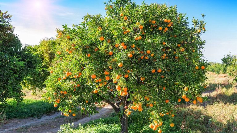 Explore 10 Exquisite Fruit Trees For Central Florida’S 2023 Harvest: Ultimate Guide!