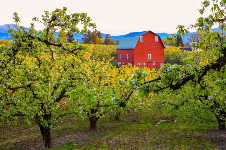 Top 10 Pacific Northwest Fruit Trees For 2023: A Delightful Harvest Awaits!