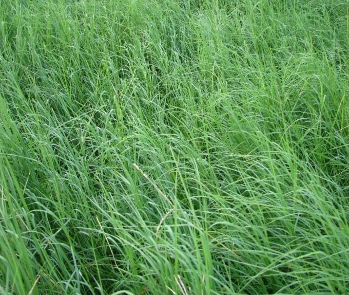 Revamp Your East Texas Lawn: Discover The Top Grass Seed Of 2023 For Lush And Vibrant Results!