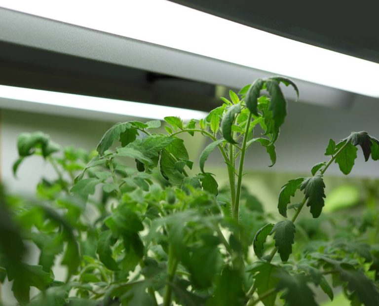 The Ultimate Guide To The Top Tomato Seedling Grow Lights In 2023: Unveiling The Most Effective Indoor Lighting Solutions!