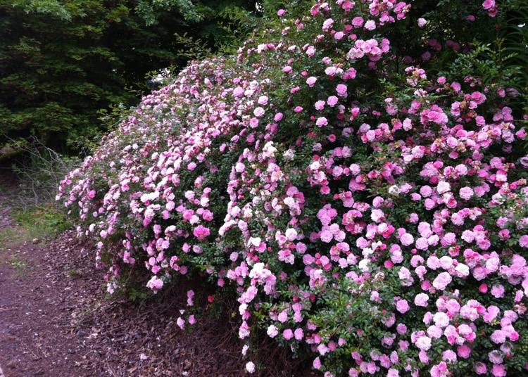 The Ultimate Guide: Top 10 Hedge Plants For Pacific Northwest In 2023