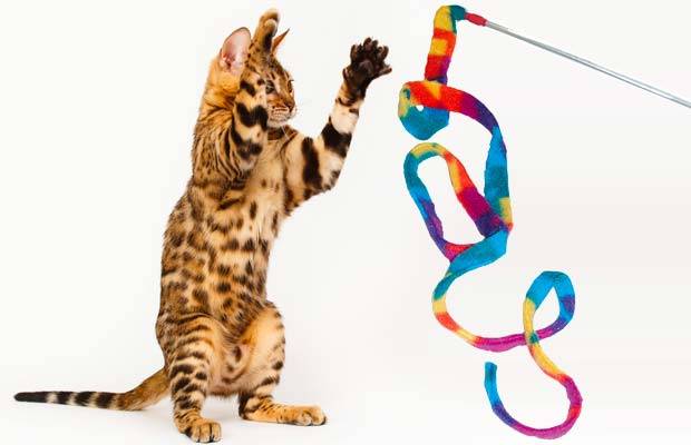 Top Interactive Toys For Bengal Cats In 2023: Engage, Entertain & Enrich Your Feline Friend!