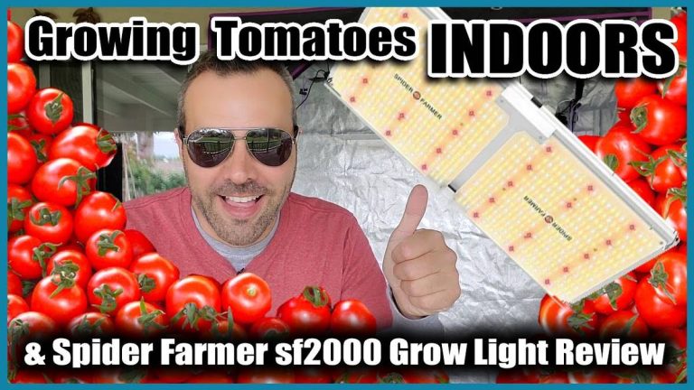 Tomato Growing Made Easy: Discover The Top Indoor Lights For Thriving Tomatoes In 2023!